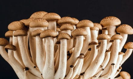 Four Best Mushrooms