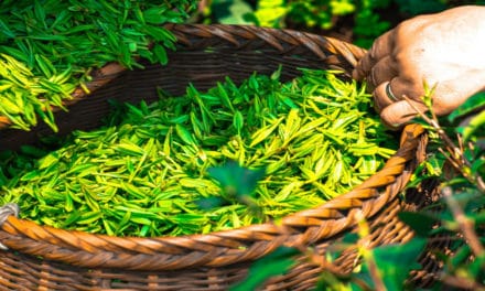 Green Tea Extract (EGCg)