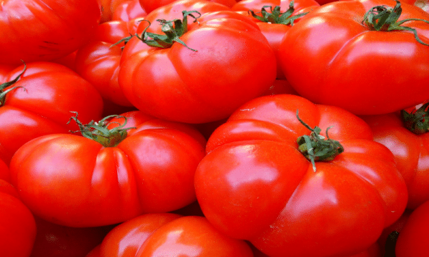 Tomatoes